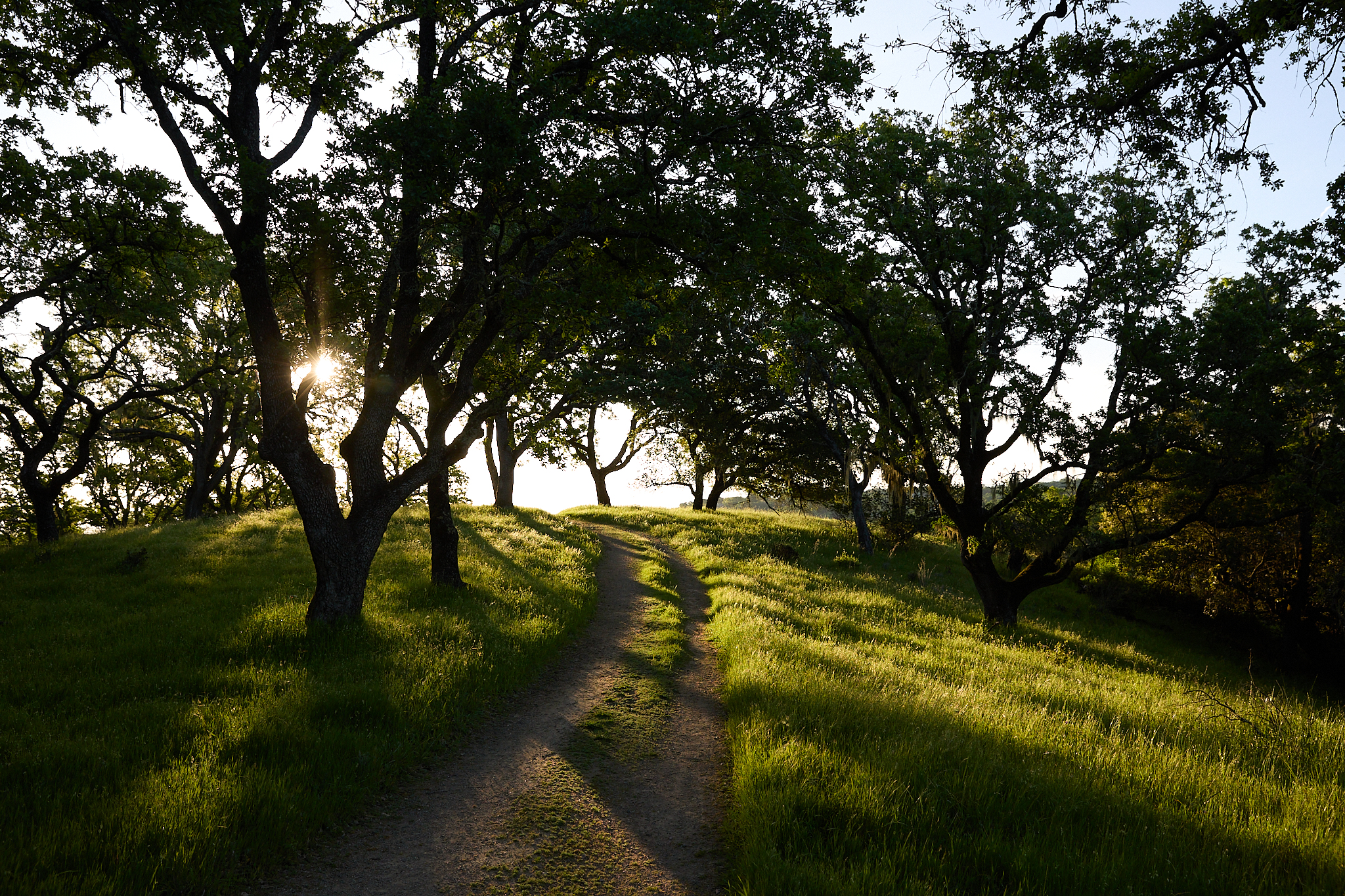 Path through backlit blue oaks