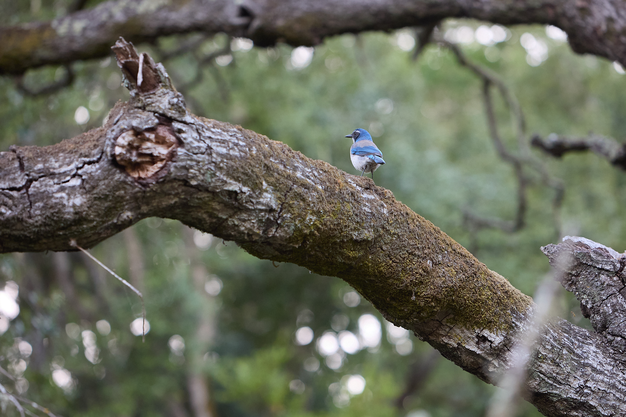 Scrub jay on oak branch