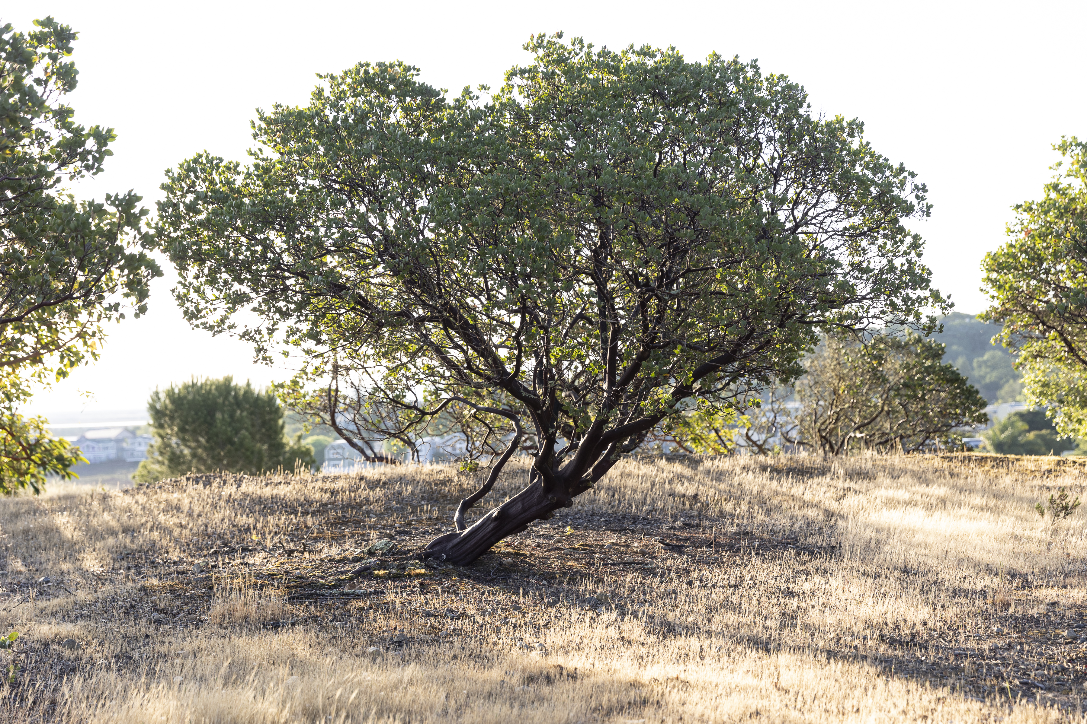 Lone manzanita tree in golden meadow
