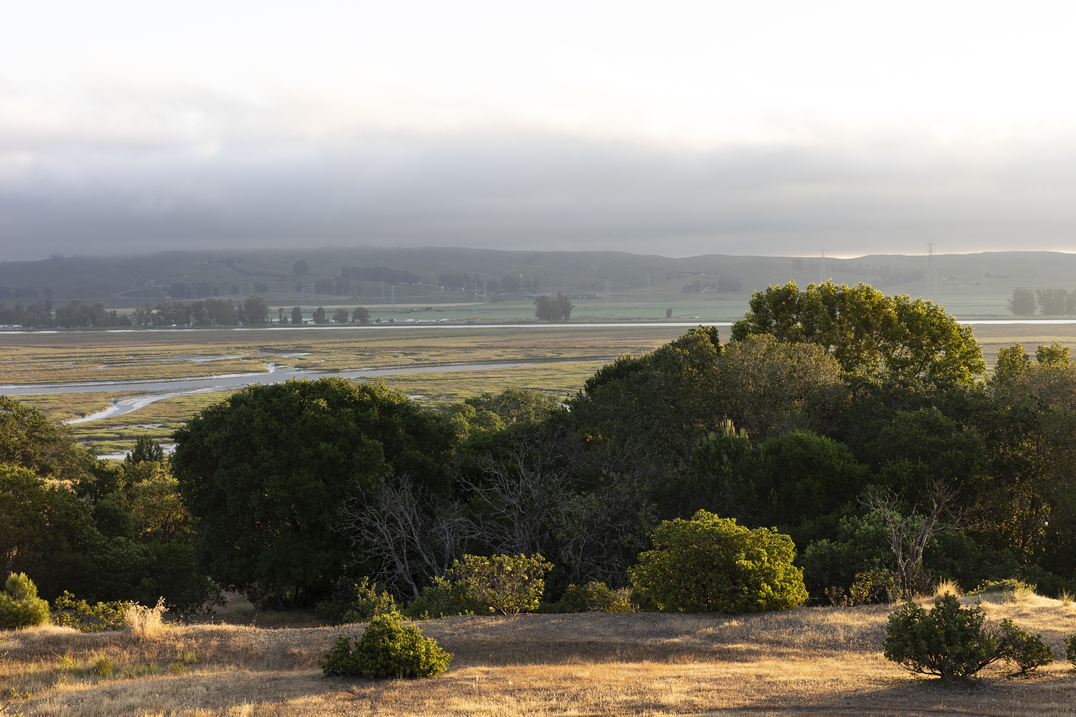 Morning mist over wetlands and oaks