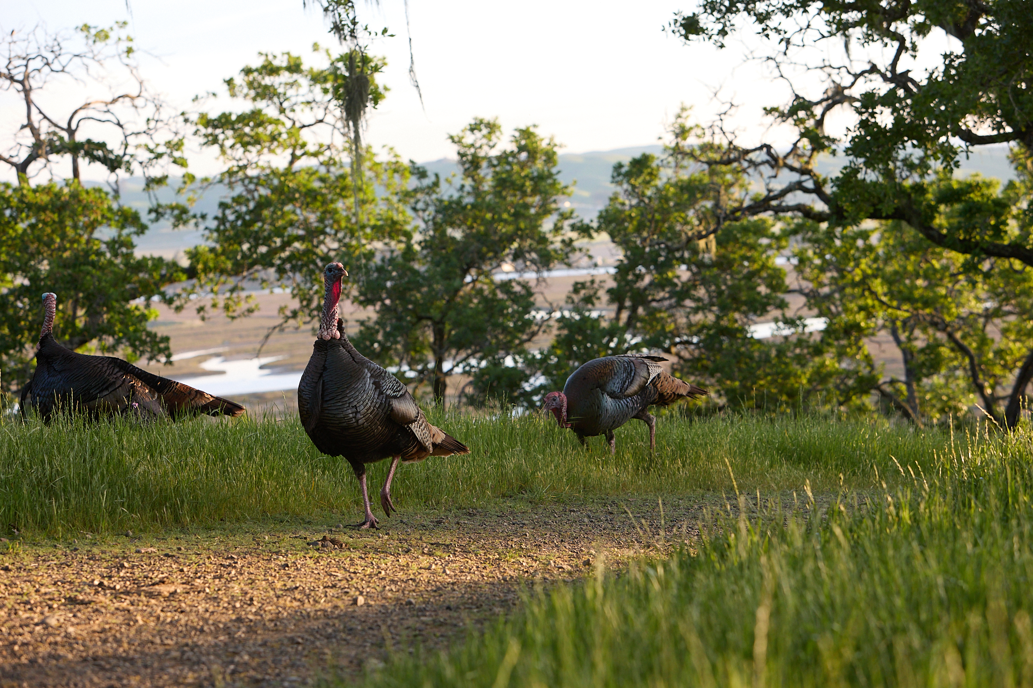Wild turkeys on the hillside, wetlands behind