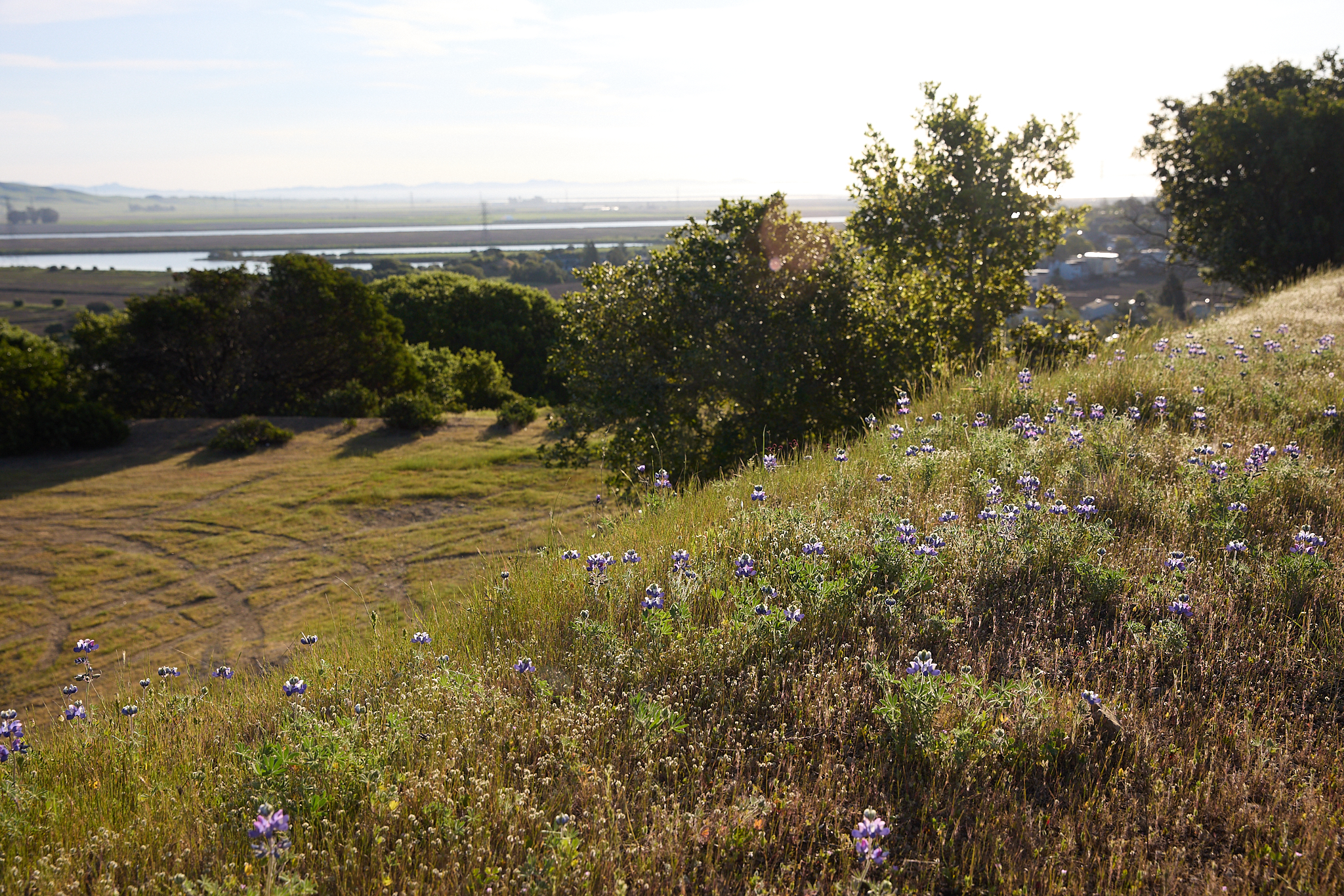 Wildflowers above Petaluma River wetlands