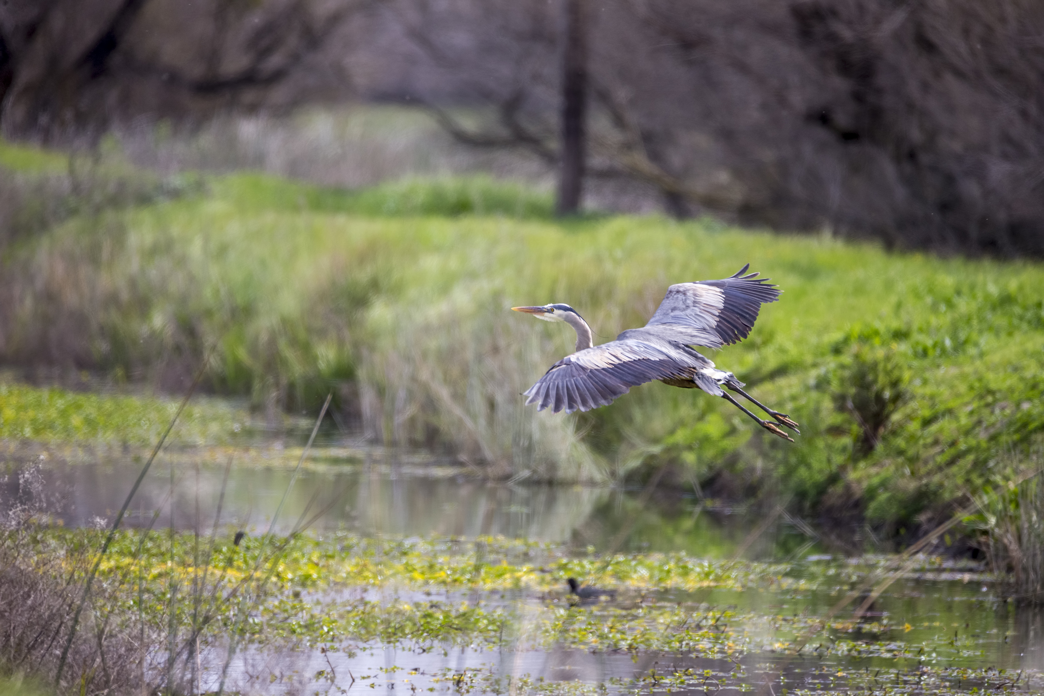 Great blue heron in flight over wetlands
