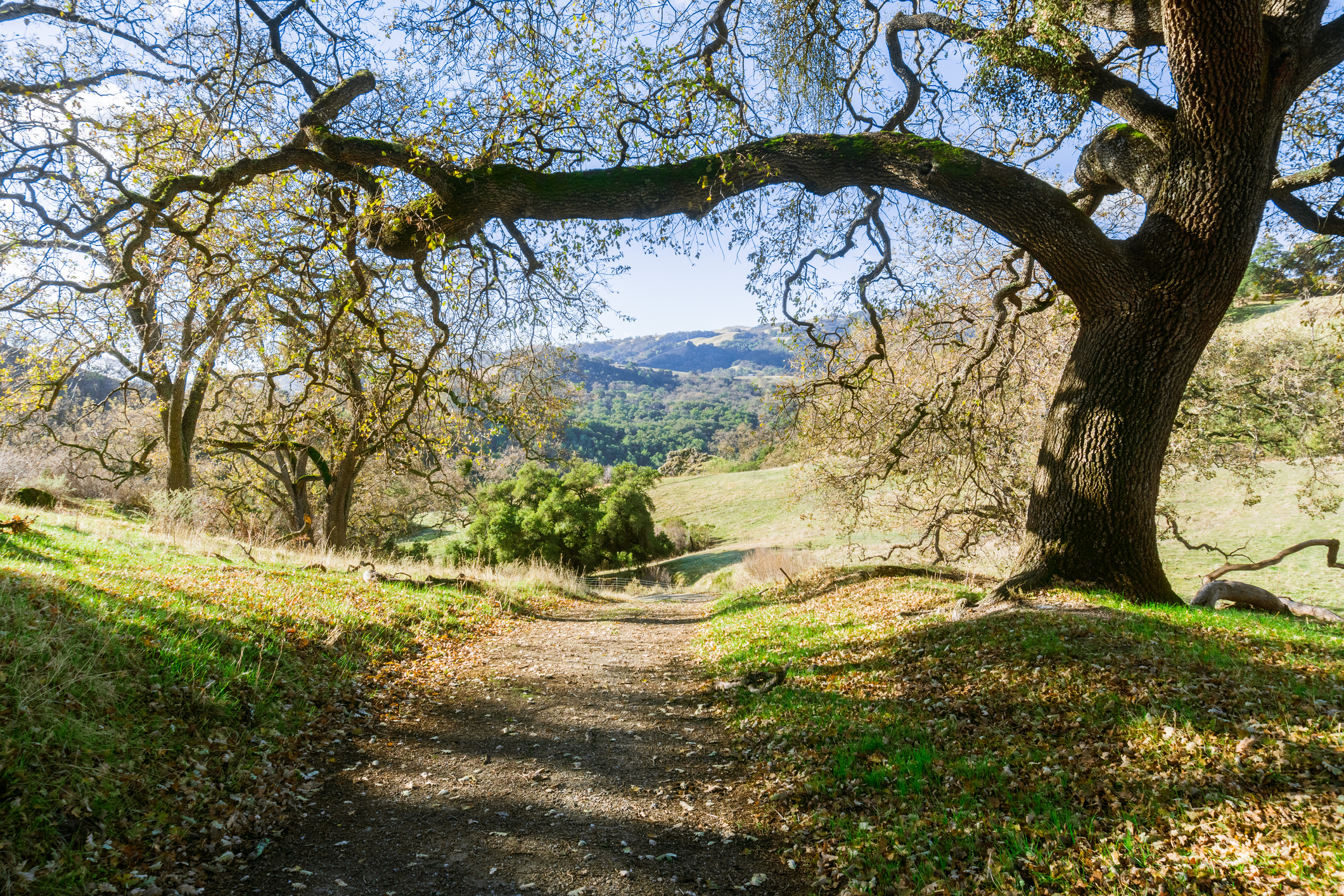Oak tree and valley view at Rush Creek Preserve